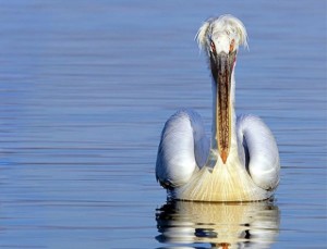 Pelicano ceñudo © Georgi Slavov