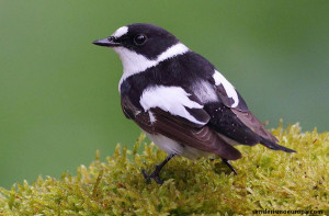 Papamoscas semiacollarado