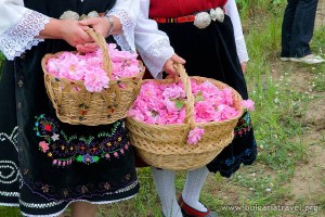 Frische Rosen gerade gepflückt
