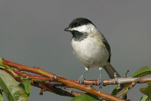 Carbonero lúgubre aves raras en Europa